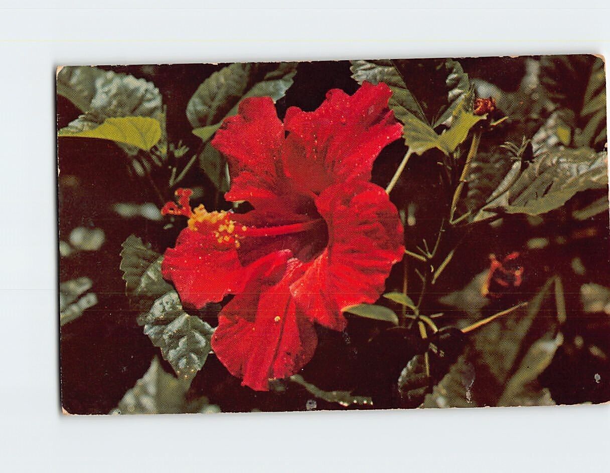 Postcard Beautiful Hibiscus Flower