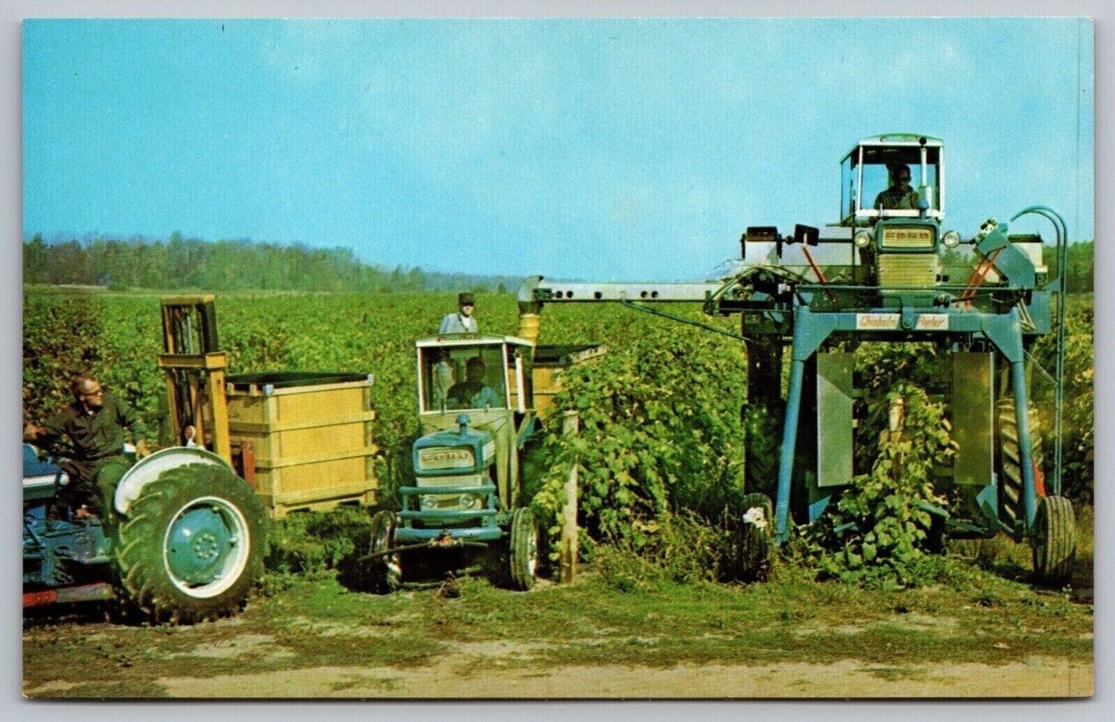 Florida Grape Picking Tropical Fruit Farming Foliage Chrome UNP Postcard