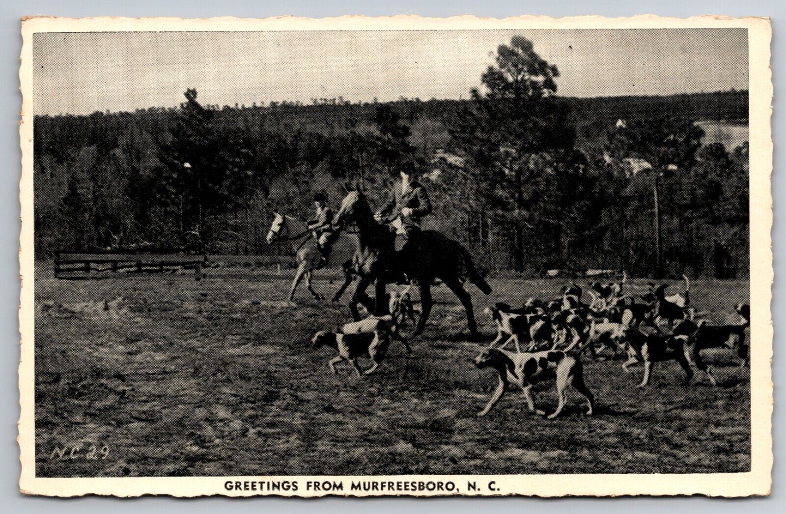 Horses & Hounds in Sandhills Fox Hunt Murfreesboro North Carolina c1940 Postcard