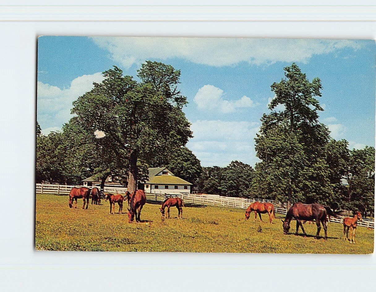 Postcard Beautiful Kentucky Horse Farm, Kentucky