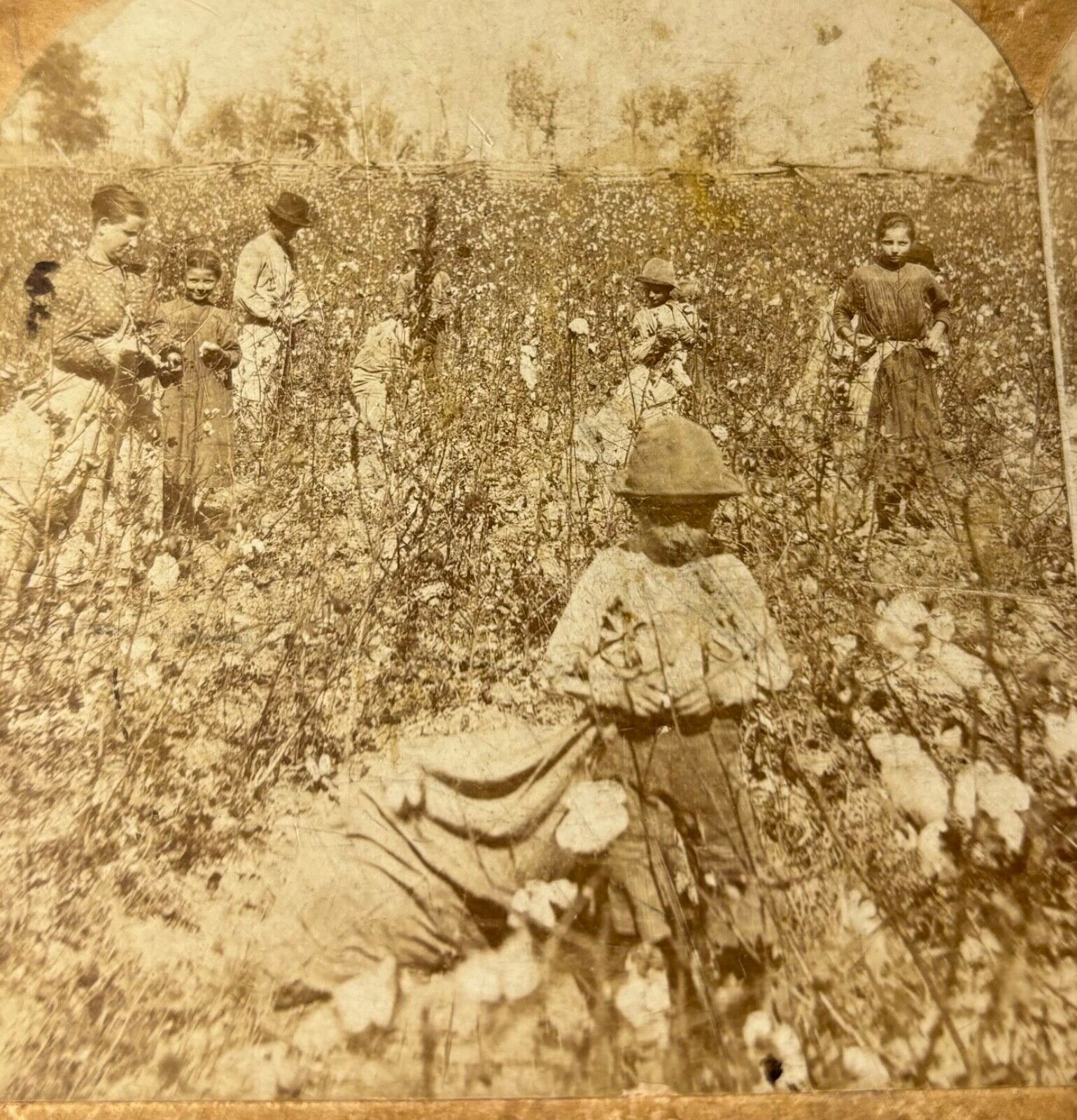 1900s White COTTON PICKERS Corning AR Arkansas FARMING Antique PHOTO Stereoview