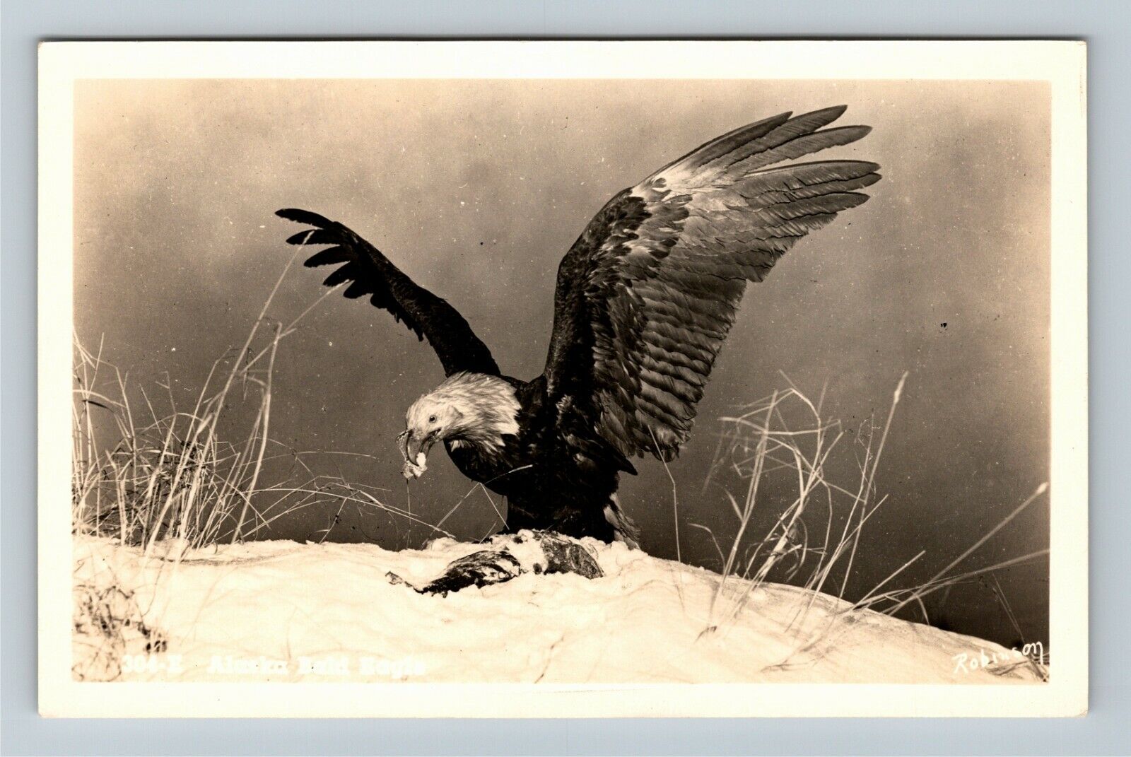 RPPC Alaskan Bald Eagle, Vintage Postcard