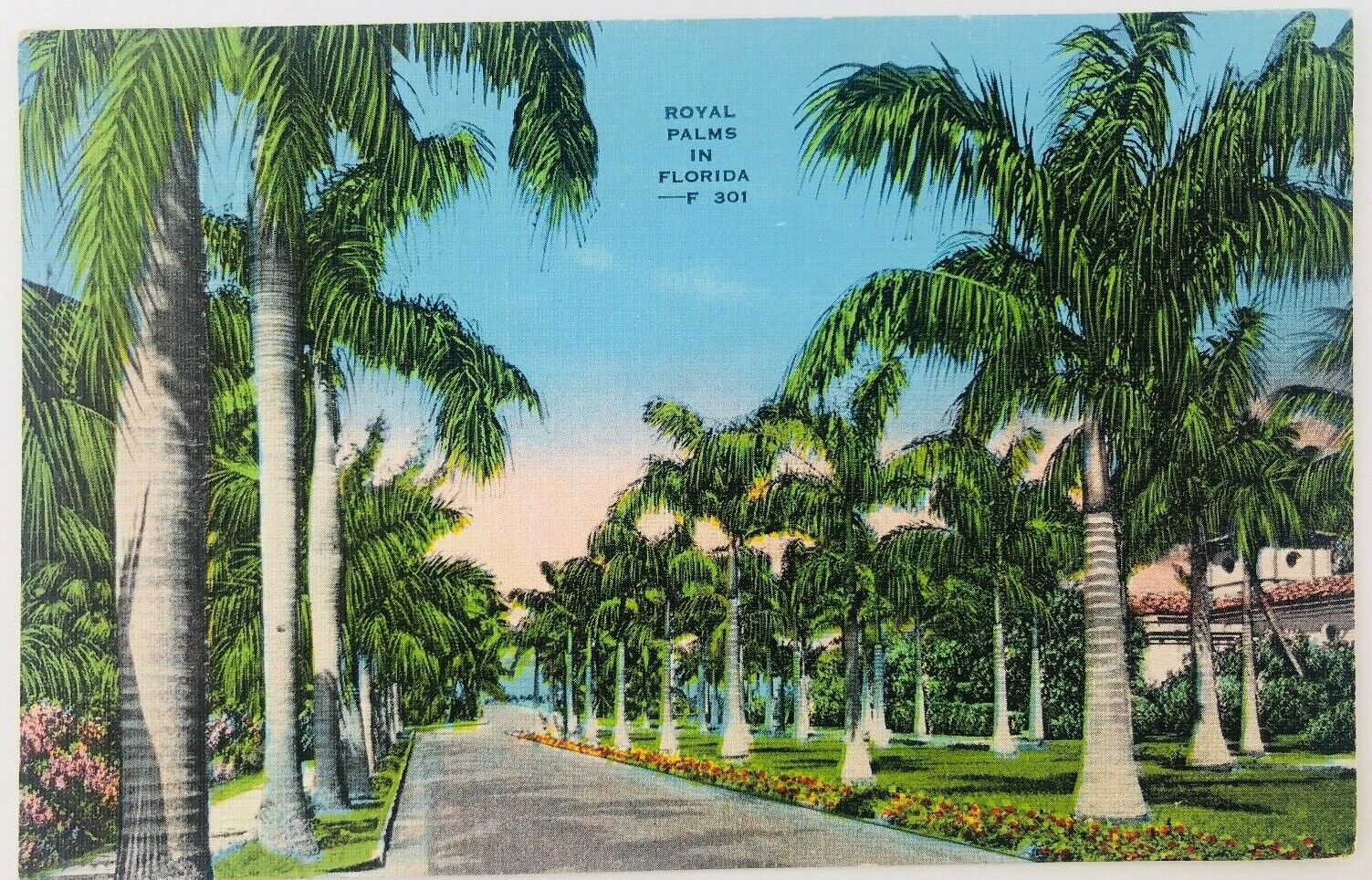 Vintage Florida FL The Royal Palms of Florida Linen Postcard Tree Lined Street