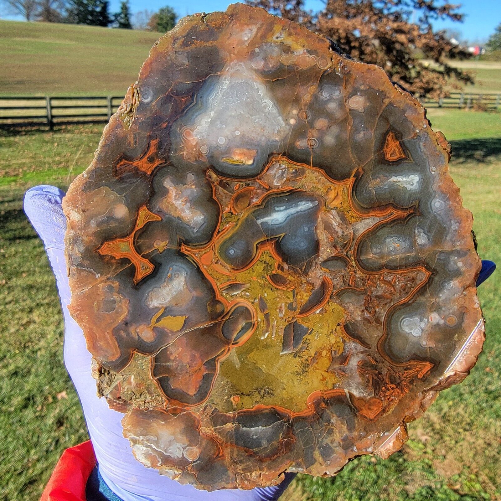 Kentucky Agate Geode - Estill County - Ruins Agate -  Plus Rock Rewards