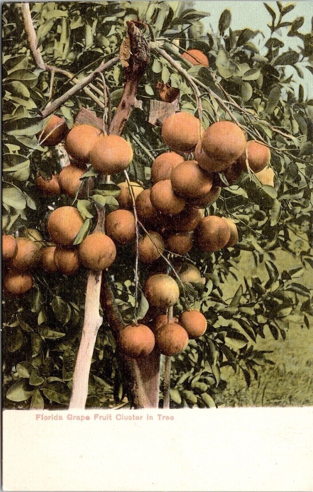Florida Grape Fruit Cluster Tropical Plantlife Scenic Farming UDB Postcard