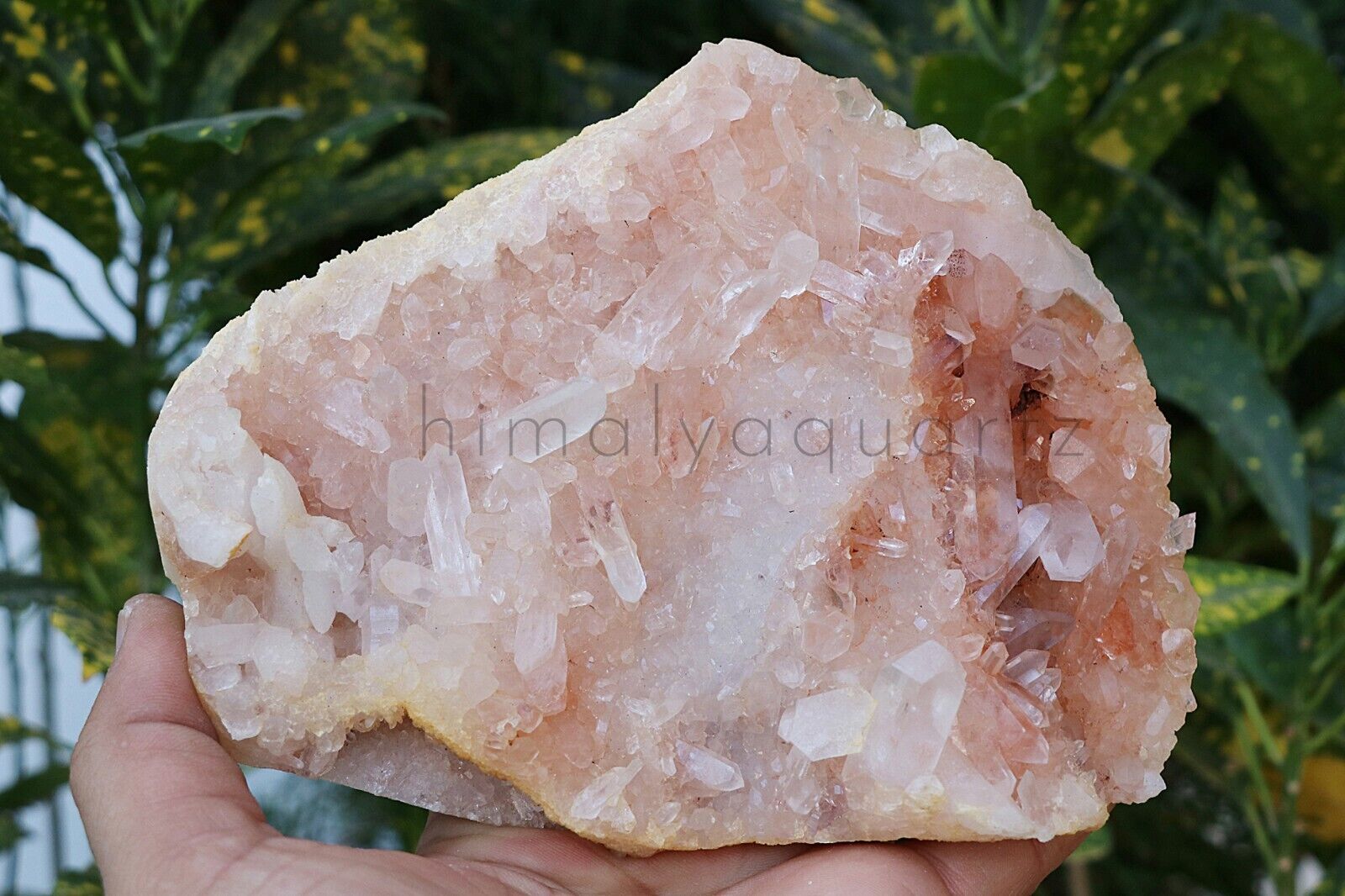 100% Natural Samadhi Pink Quartz Rough 900 gm Healing Crystal Quartz
