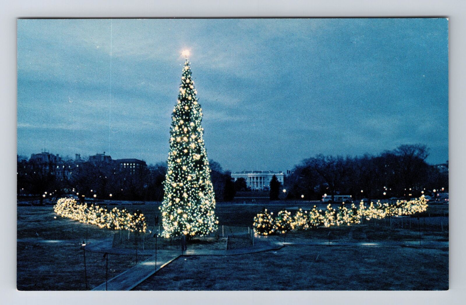 Washington DC, Red Pine Trees, Presidents Park, Antique Vintage Postcard
