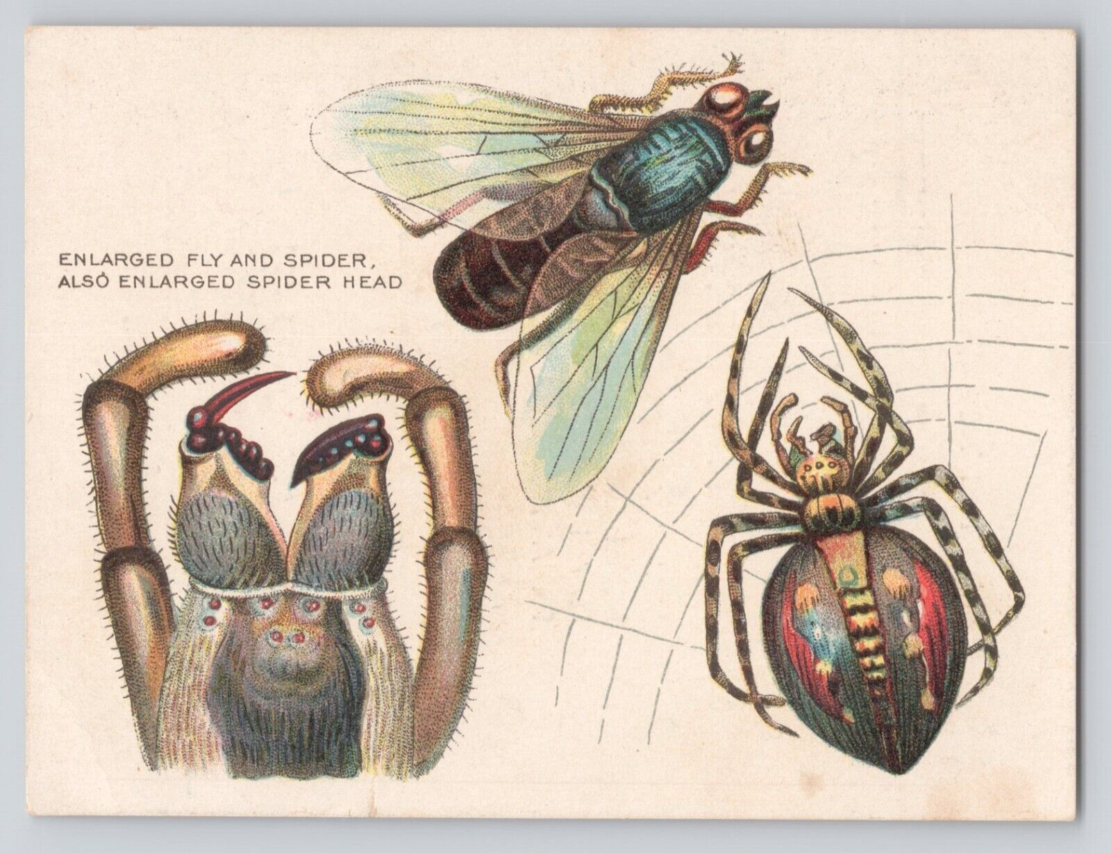 Victorian Trade Card Advertisement New Jersey Trenton Cracker Co. Inscect Spider