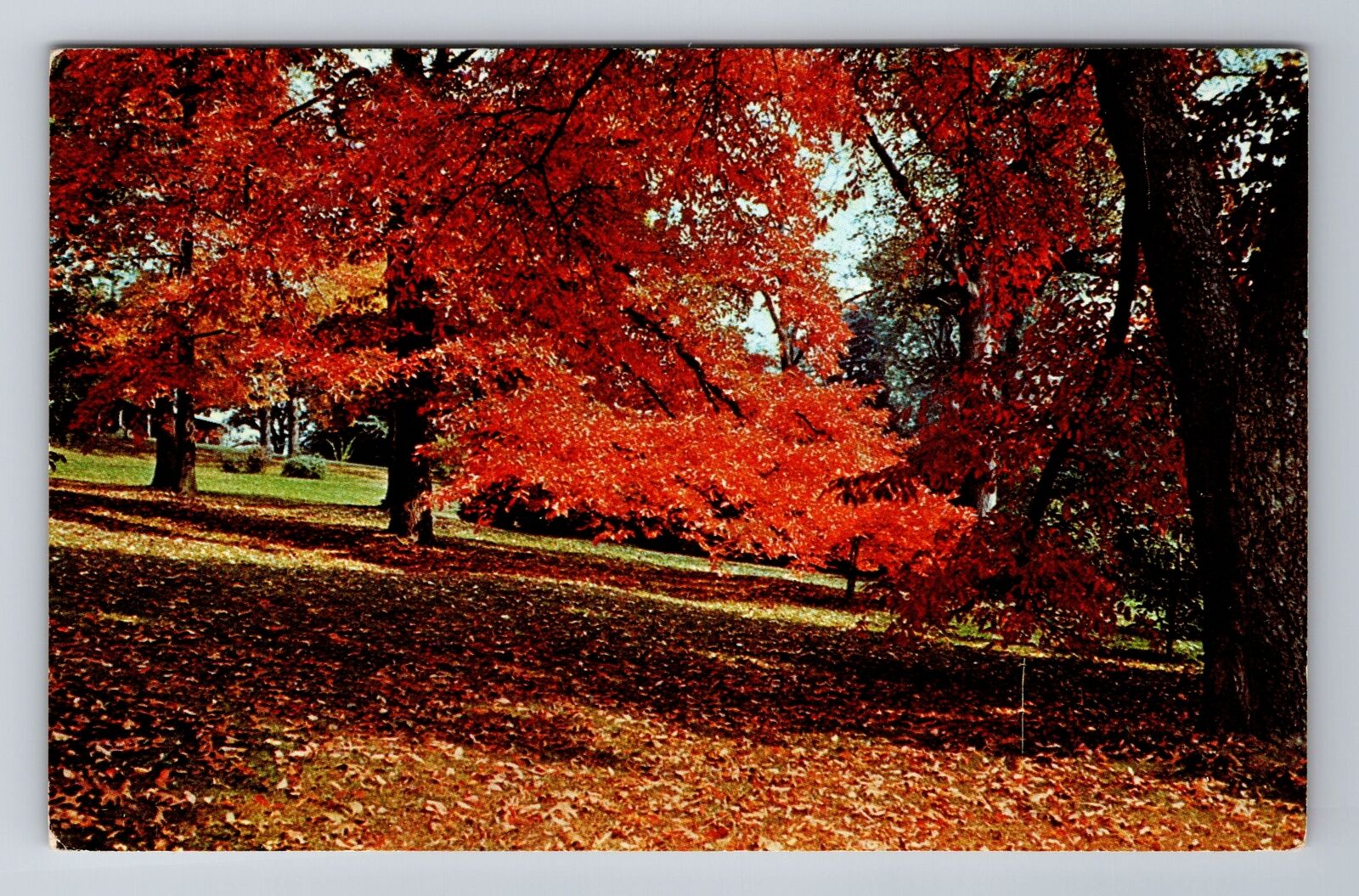 Philadelphia PA-Pennsylvania, Tupelo, Morris Arboretum Souvenir Vintage Postcard