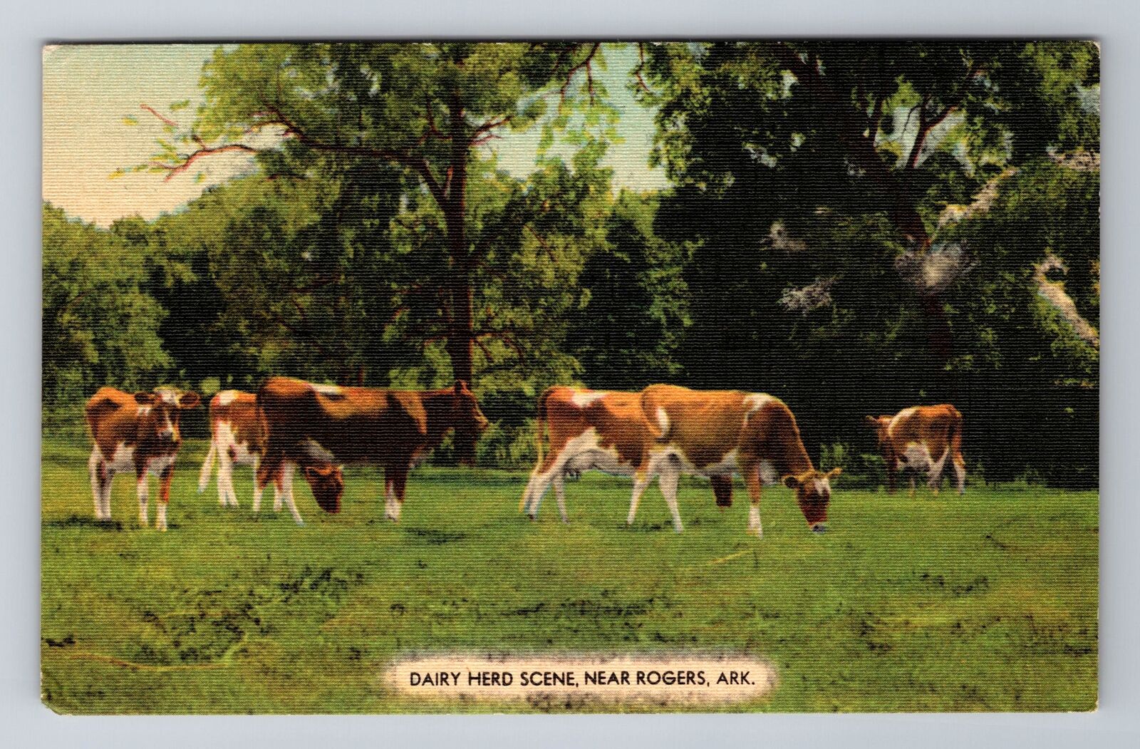 Rogers AR-Arkansas, Dairy Herd Scene, Antique, Vintage Souvenir Postcard