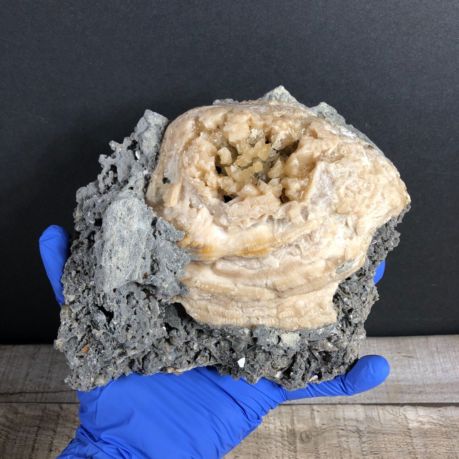 2.12lbs  Florida Fossil Clam Shell w UV Calcite Crystal Specimen On Matrix XM4