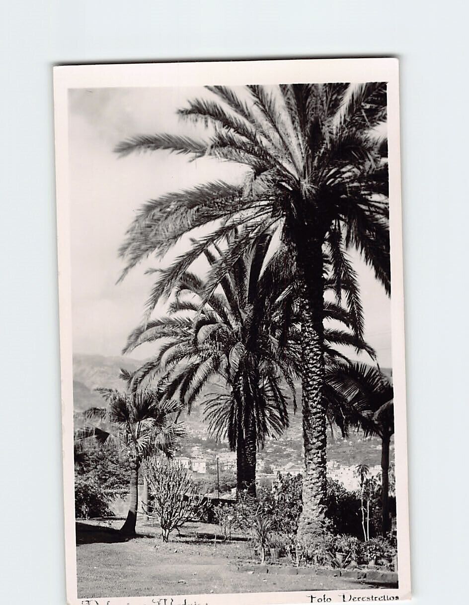 Postcard Beautiful Palm Trees