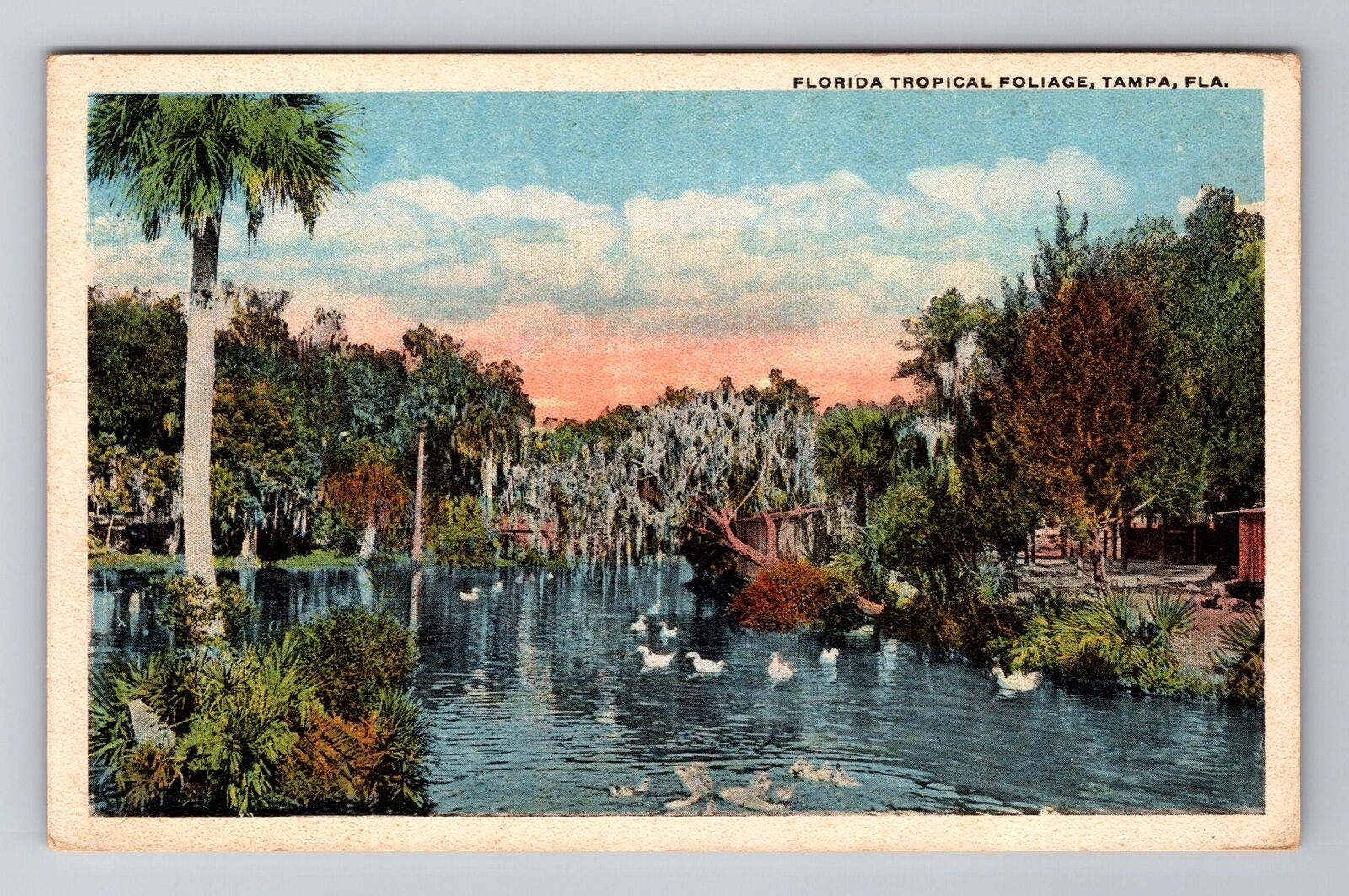 Tampa FL-Florida, Florida Tropical Foliage, Antique Vintage Souvenir Postcard