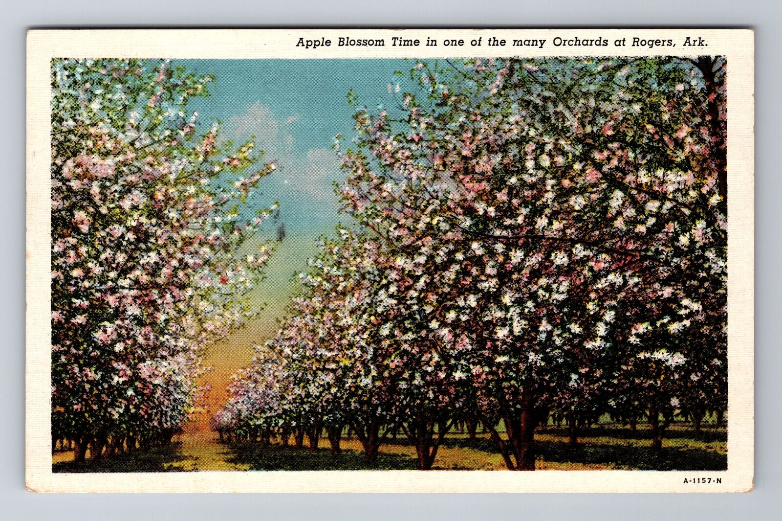 Rogers AR-Arkansas, Apple Blossom in Orchard, Antique Vintage Postcard