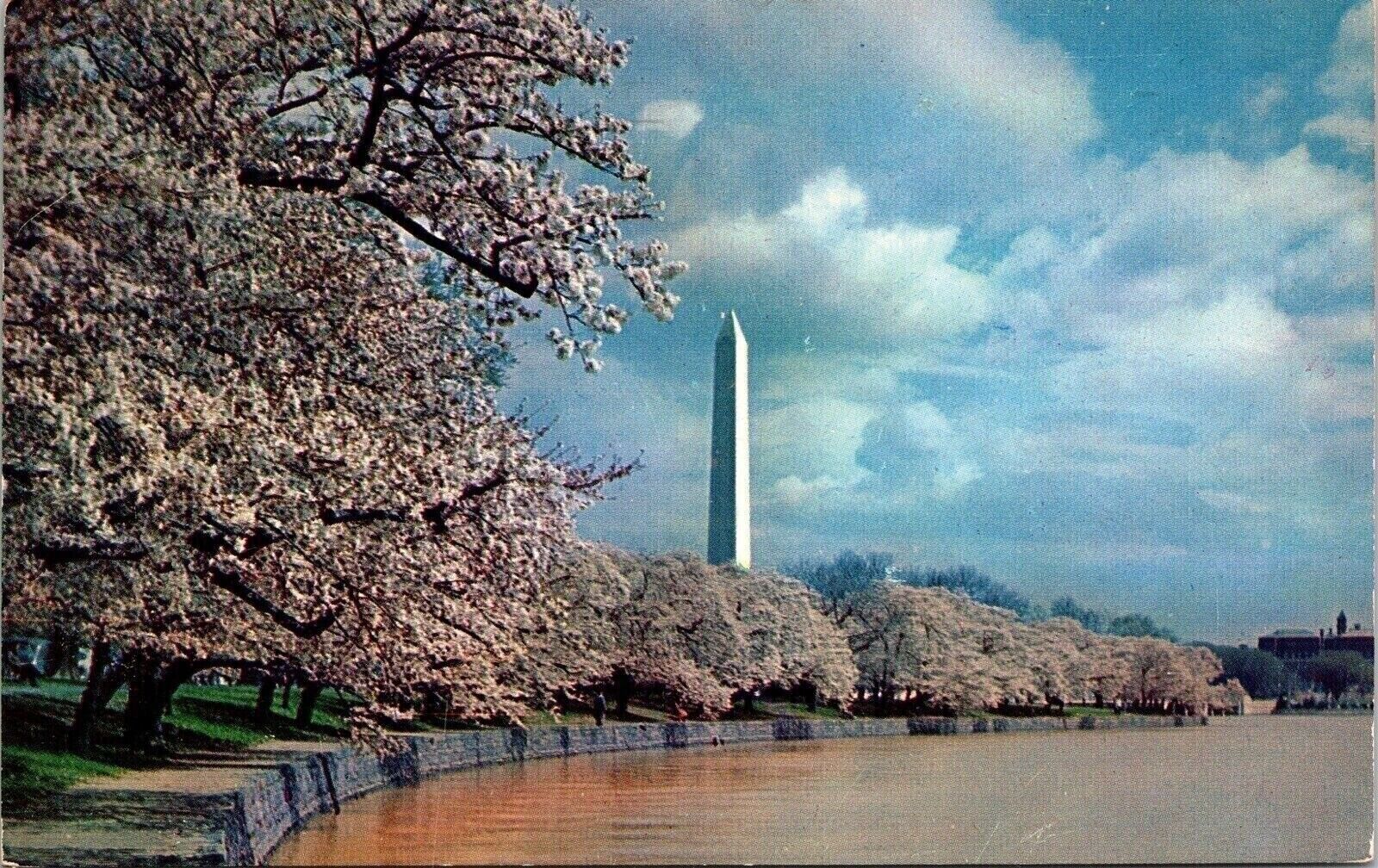 Washington Monument Cherry Blossoms Washington DC Postcard PM Cancel WOB Note