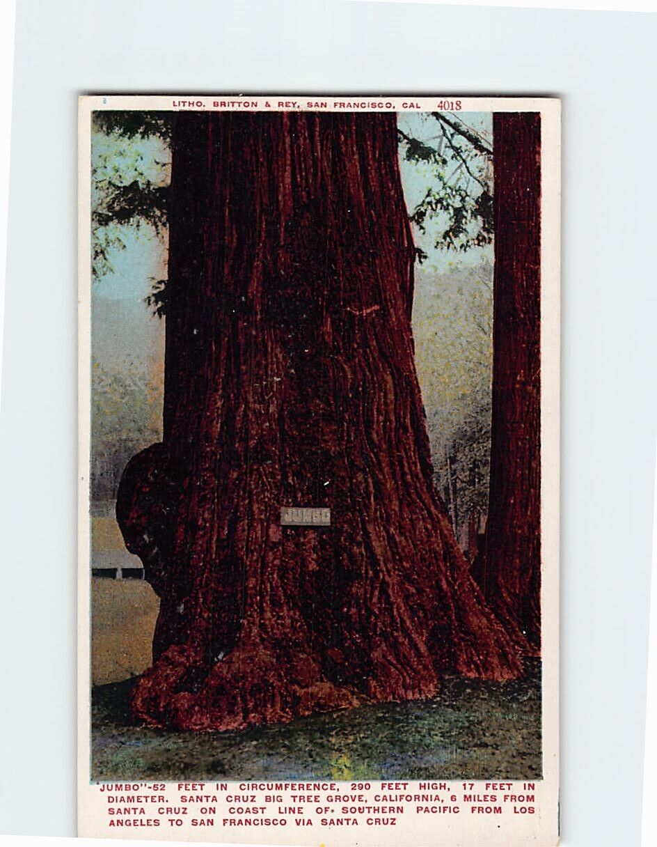 Postcard Jumbo Big Tree Grove Santa Cruz California USA