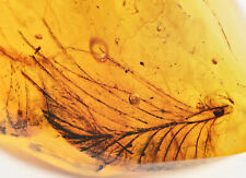 Rare Aves Bird Feather, Fossil inclusion in Burmese Amber picture