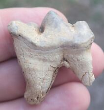 RARE JAGUAR CARNASSIAL FOSSIL TOOTH FLORIDA SABER CAT ICE AGE picture