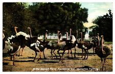 Antique At The Ostrich Farm, Ostriches Fighting, Pasadena, CA Postcard picture