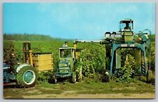 Florida Grape Picking Tropical Fruit Farming Foliage Chrome UNP Postcard picture