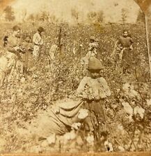 1900s White COTTON PICKERS Corning AR Arkansas FARMING Antique PHOTO Stereoview picture