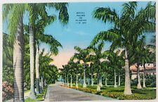 Vintage Florida FL The Royal Palms of Florida Linen Postcard Tree Lined Street picture