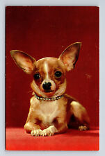Portrait of Chihuahua Dog in Diamond Collar Postcard picture