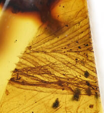 Rare Aves Bird Feather, Fossil inclusion in Burmese Amber picture