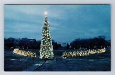 Washington DC, Red Pine Trees, Presidents Park, Antique Vintage Postcard picture