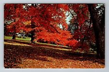 Philadelphia PA-Pennsylvania, Tupelo, Morris Arboretum Souvenir Vintage Postcard picture