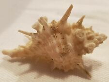 Vintage Spined Murex Shell Sea Snail Shell Beach Combing picture