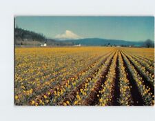 Postcard Mt. Rainier Field of Golden Daffodils Washington USA picture