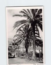 Postcard Beautiful Palm Trees picture