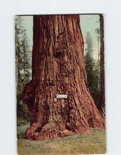 Postcard Jumbo Big Tree near Santa Cruz California USA picture