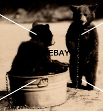 C 1926-1940s RPPC Postcard Hawleys Tavern 2 Bear Cubs Chained Wash Tub FS Rinker picture