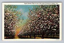 Rogers AR-Arkansas, Apple Blossom in Orchard, Antique Vintage Postcard picture