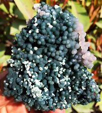 168g Natural Botryoidal Chalcedony Starlight Purple Grape Agate Specimen ie3334 picture