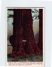 Postcard Jumbo Big Tree Grove Santa Cruz California USA picture