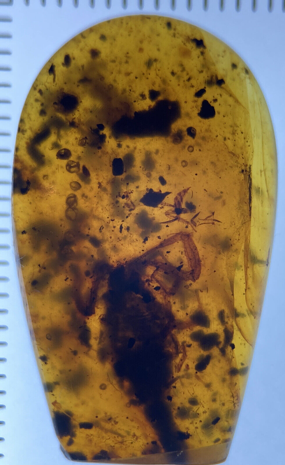 14mm HUGE Rare Scorpion, Arthropod Fossil In Genuine Burmite Amber, 98myo