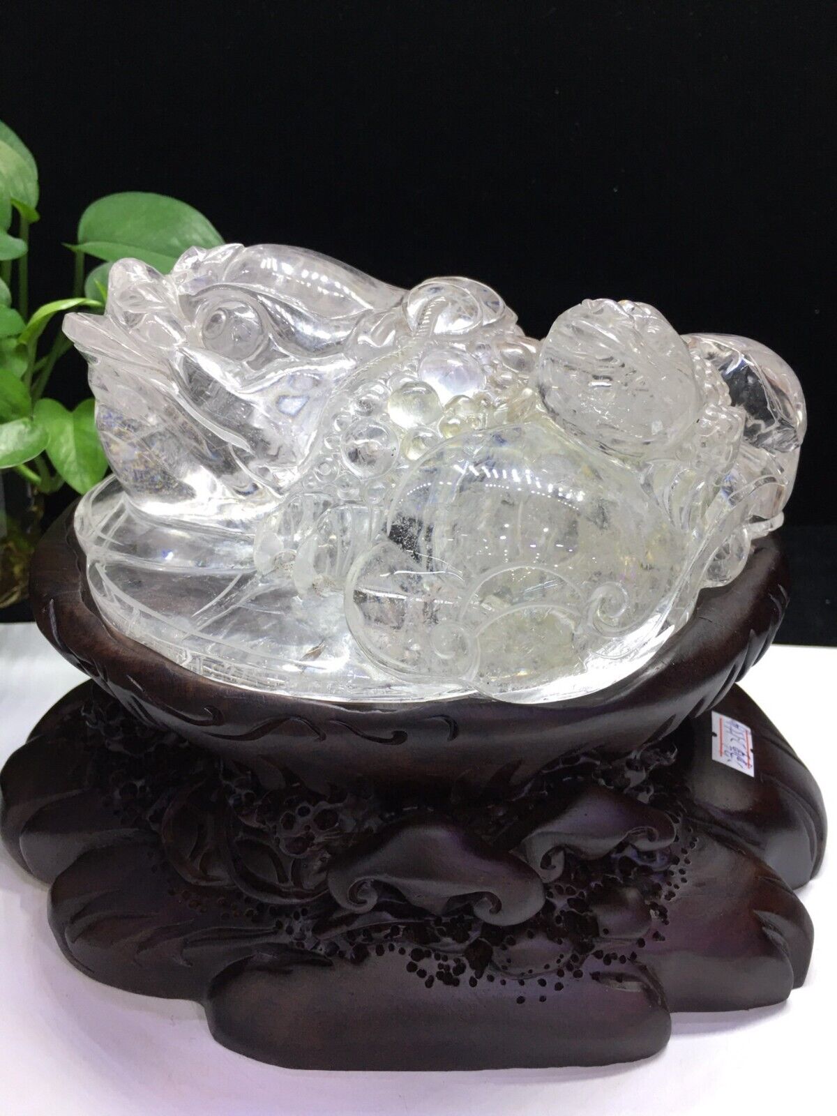 11.46LB Natural clear quartz gold toad Quartz Crystal carved decoration+Stand