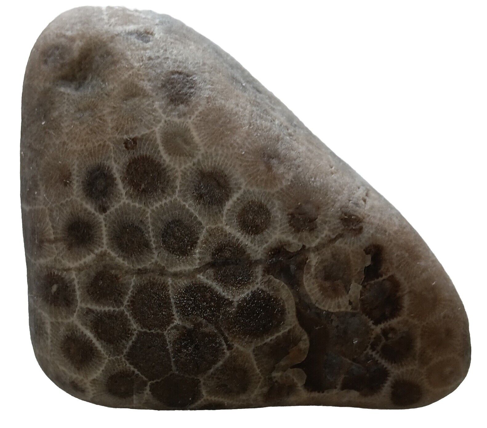 Huge Lake Michigan Petoskey Stone Premium Pattern & Conttast Unpolished Raw