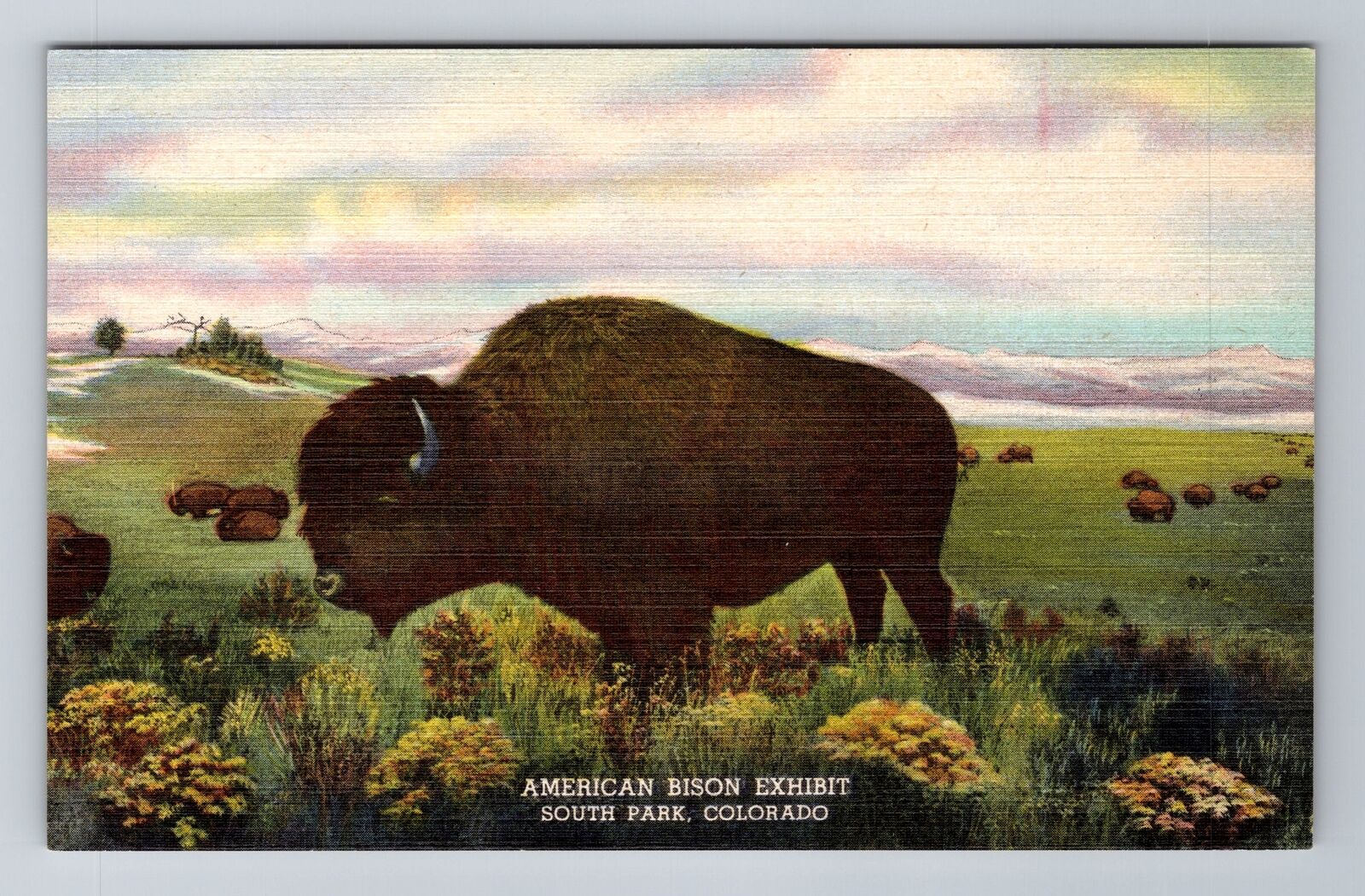 Denver CO-Colorado, Natural History Museum, American Bison, Vintage Postcard