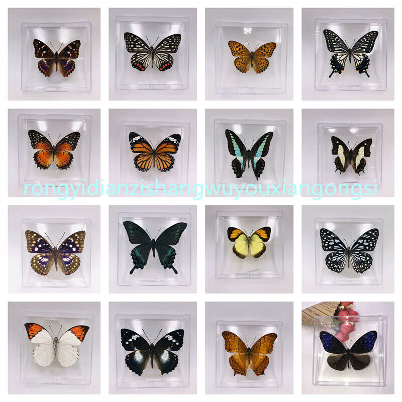 10pcs Real Butterfly Specimen （Non repeating butterfly，Including plastic boxes）