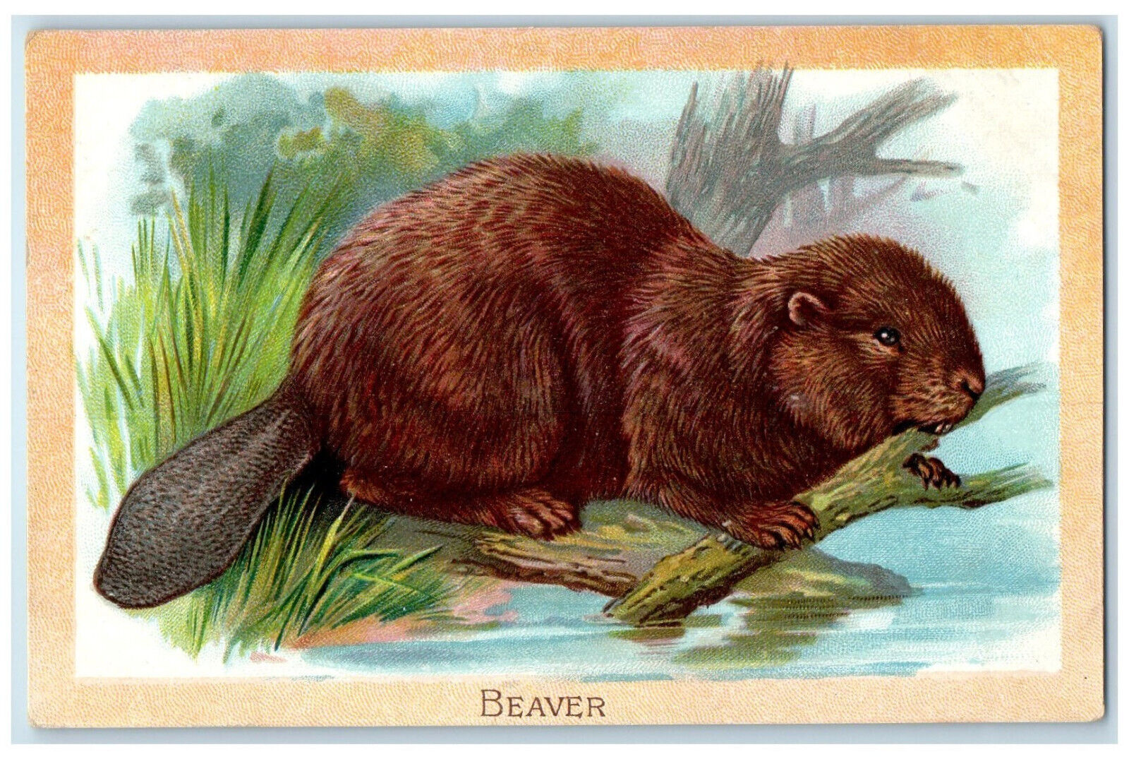 c1910 Beaver in the Tree Trunks River Scene Antique Oilette Tuck Art Postcard
