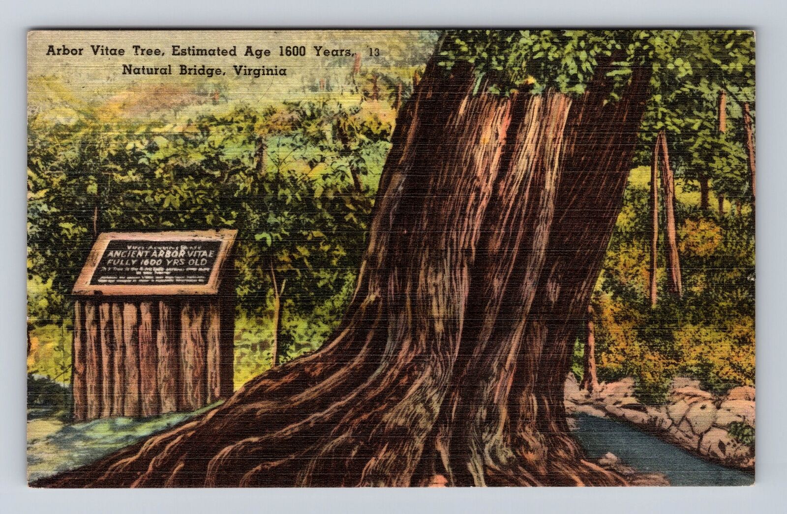 Natural Bridge VA-Virginia, Arbor Vitae Tree, Antique, Vintage Souvenir Postcard