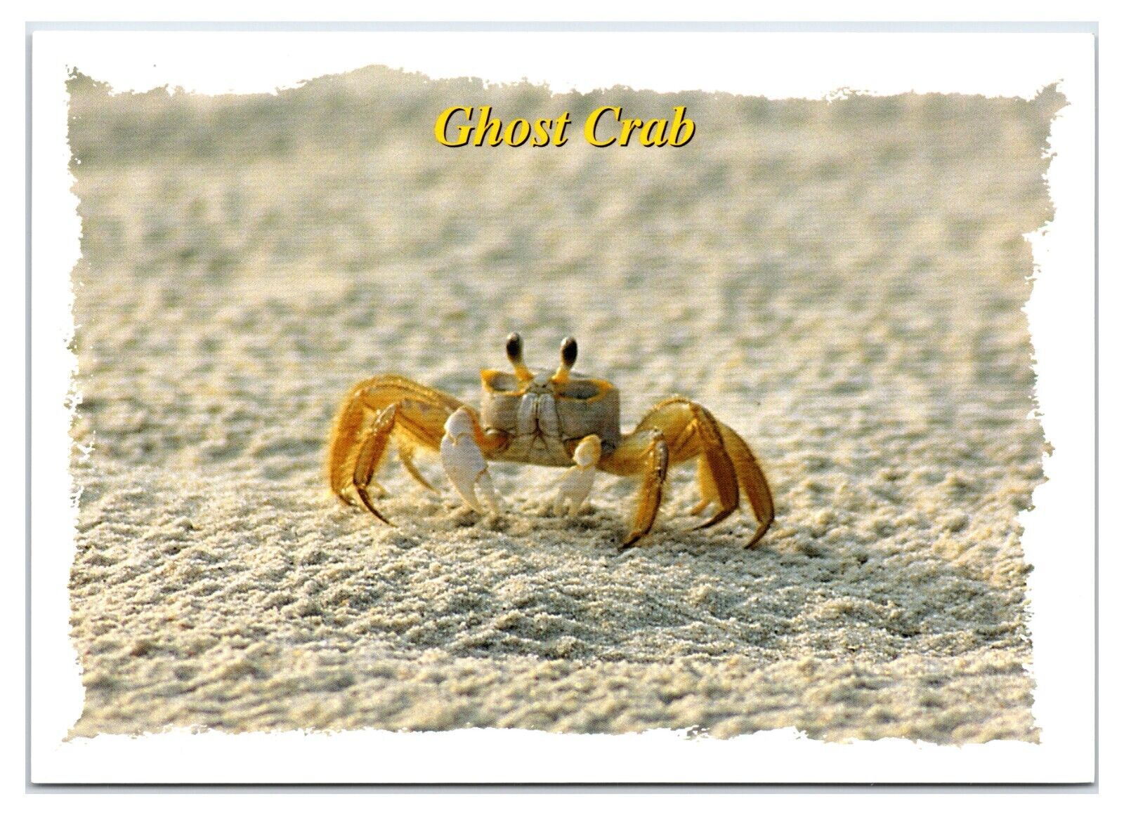 Vintage 1990s - Ghost Crab - South Carolina Postcard (UnPosted)