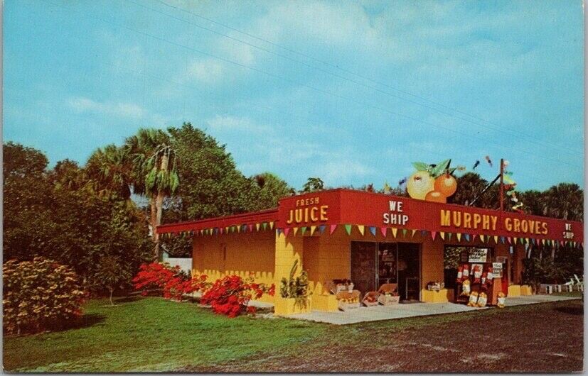 c1960s ALVA, Florida Advertising Postcard MURPHY GROVES Highway 80 Roadside