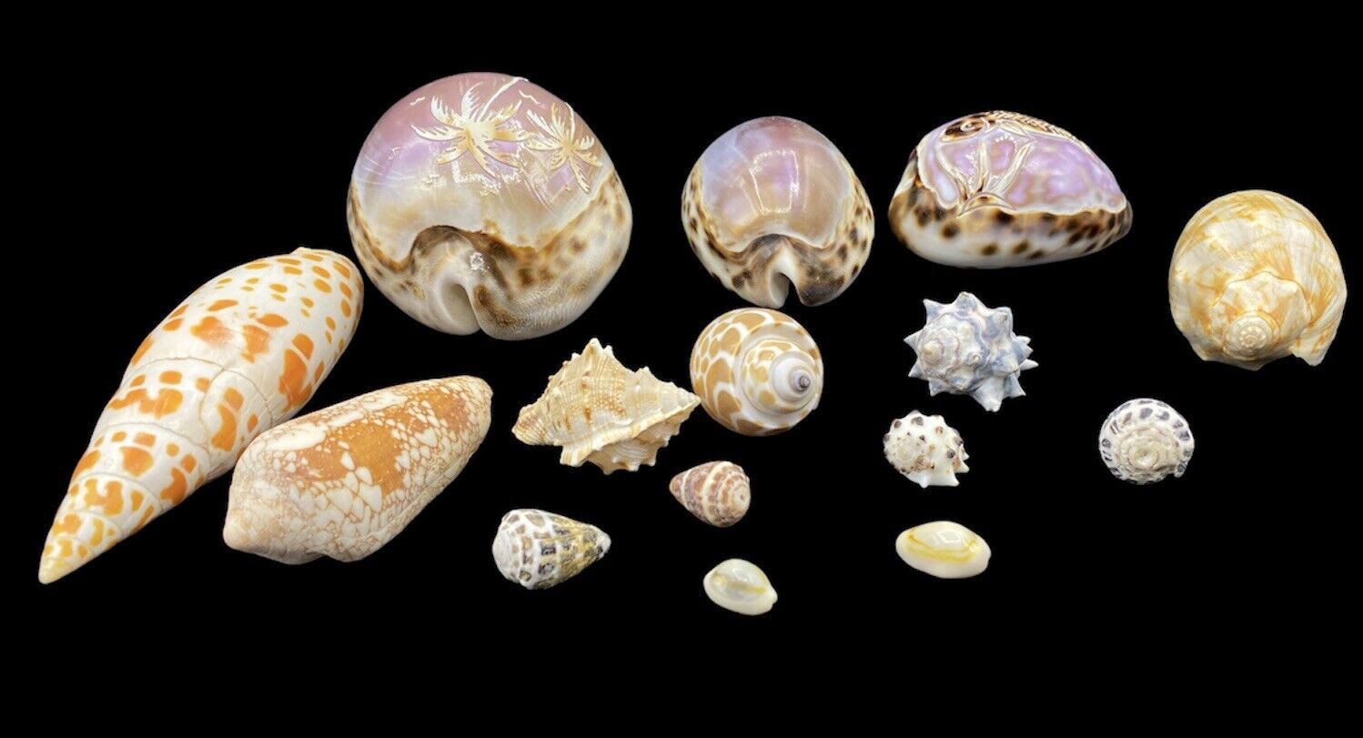 Vintage Mixed Seashell Lot Various Species & Sizes Collectors Estate
