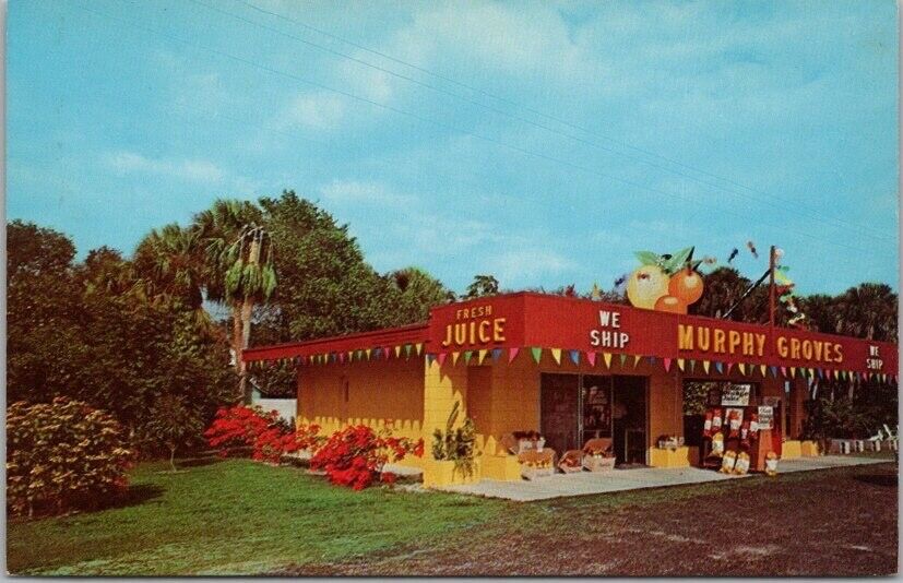 1960s ALVA, Florida Postcard MURPHY GROVES \