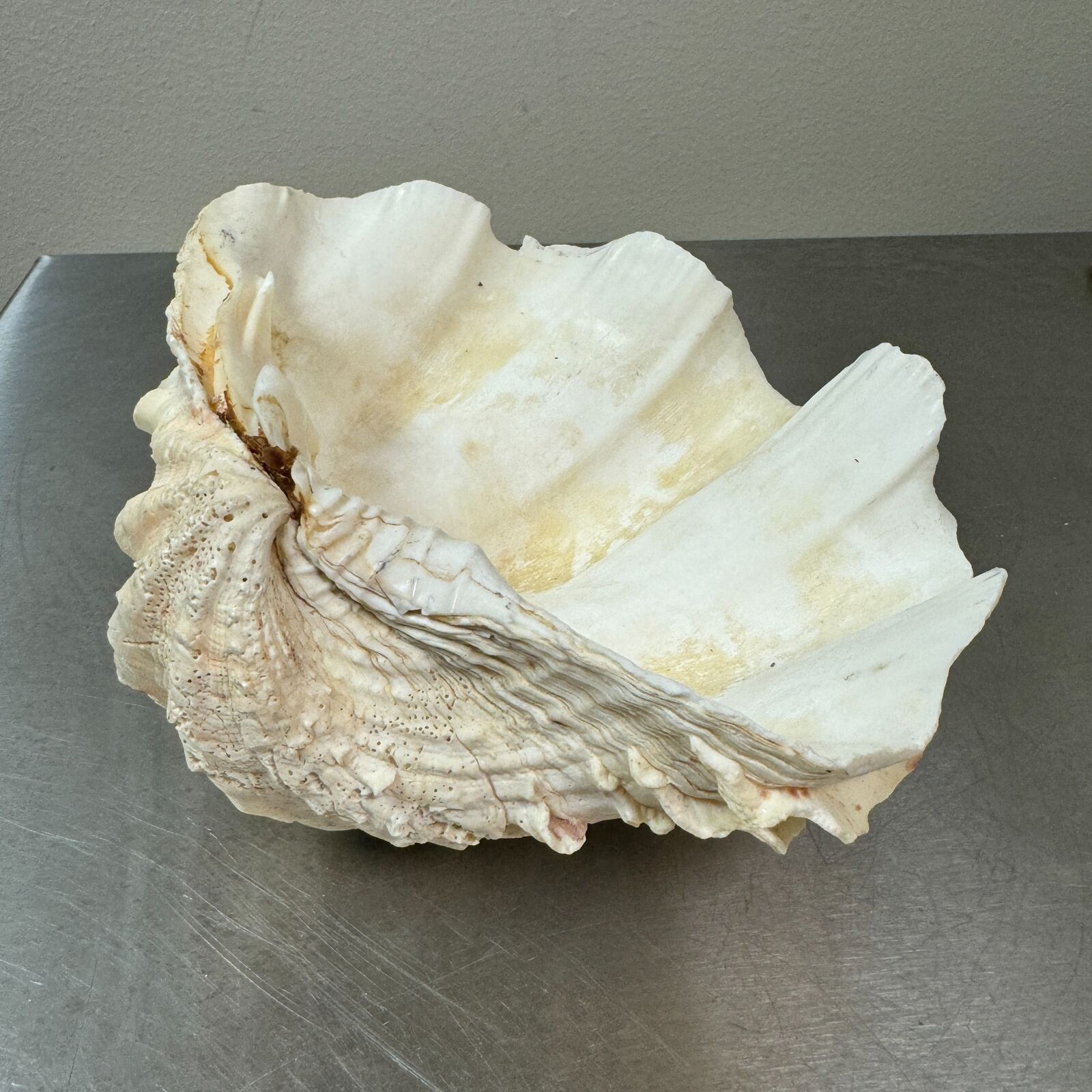 Vtg Fluted TRIDACNA Clam Shell Large Sea Shell Display Specimen - 8.5